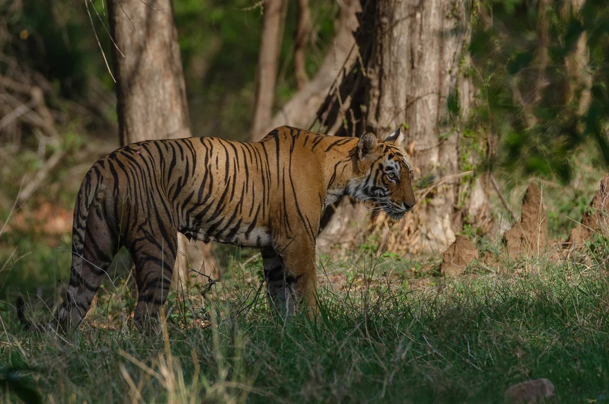 Ruins inside Ranthambore National Park