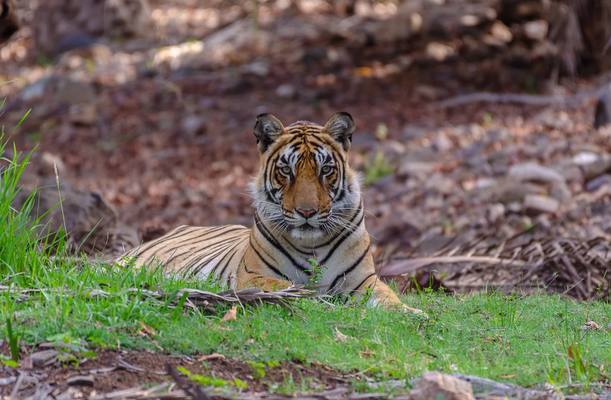 Safari jeep on a track in Ranthambore